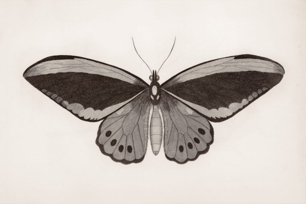 General Research Division, The New York Public Library. "Papilio: Priamus." The New York Public Library Digital Collections. 1809. https://digitalcollections.nypl.org/items/ae497830-c6b7-012f-1d55-58d385a7bc34