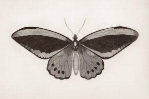 General Research Division, The New York Public Library. "Papilio: Priamus." The New York Public Library Digital Collections. 1809. https://digitalcollections.nypl.org/items/ae497830-c6b7-012f-1d55-58d385a7bc34